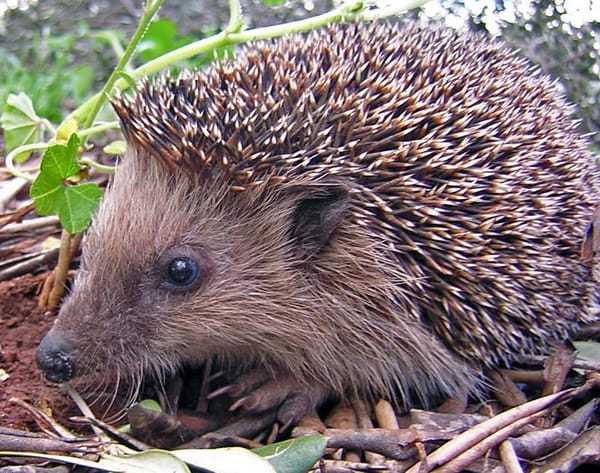 Becoming a Hedgehog