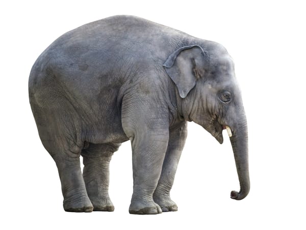 An elephant